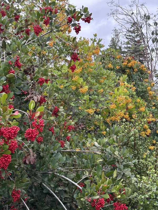 California native Toyon shrubs with vibrant red berries
